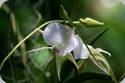 Angraecum longiscott